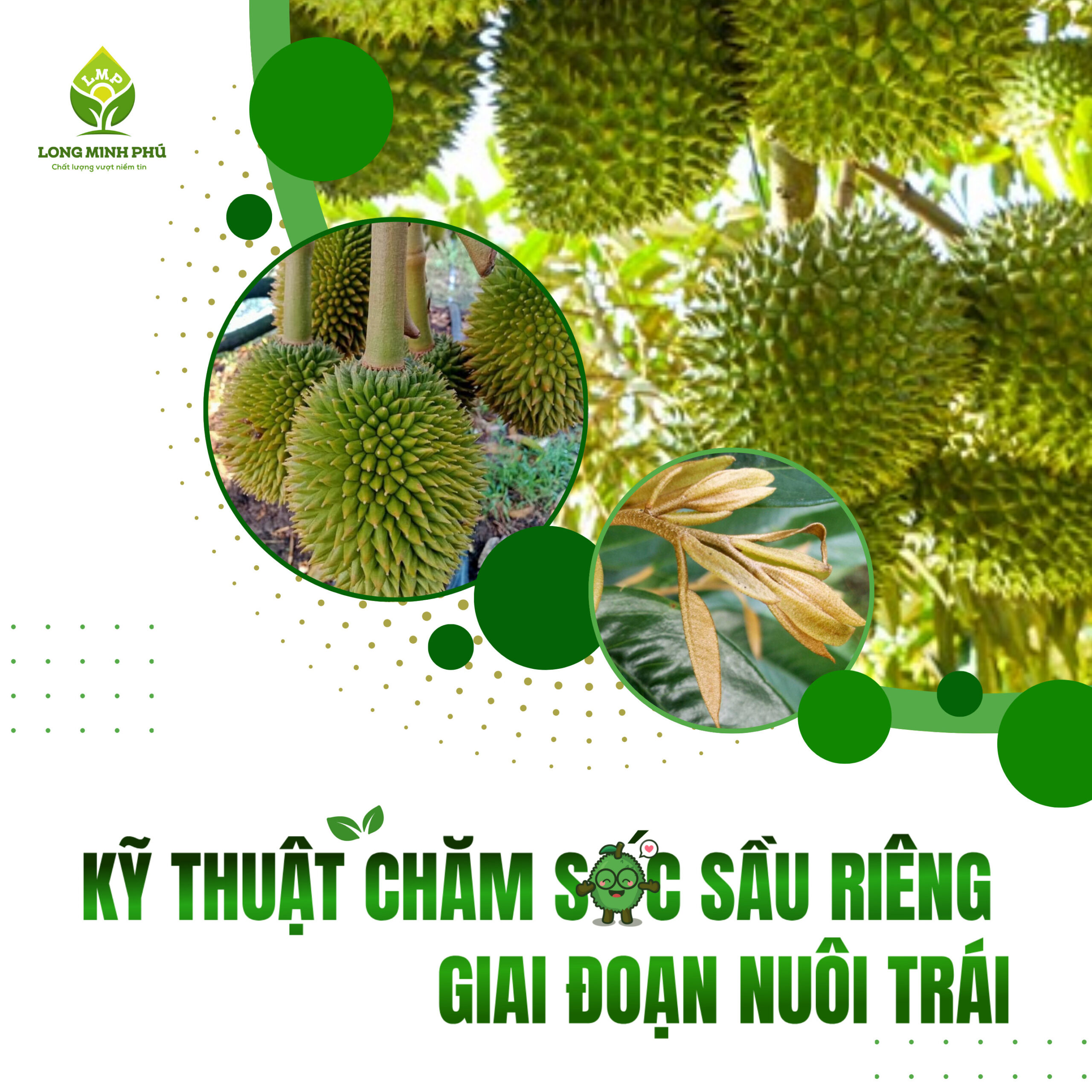 KỸ THUẬT CHĂM SÓC SẦU RIÊNG