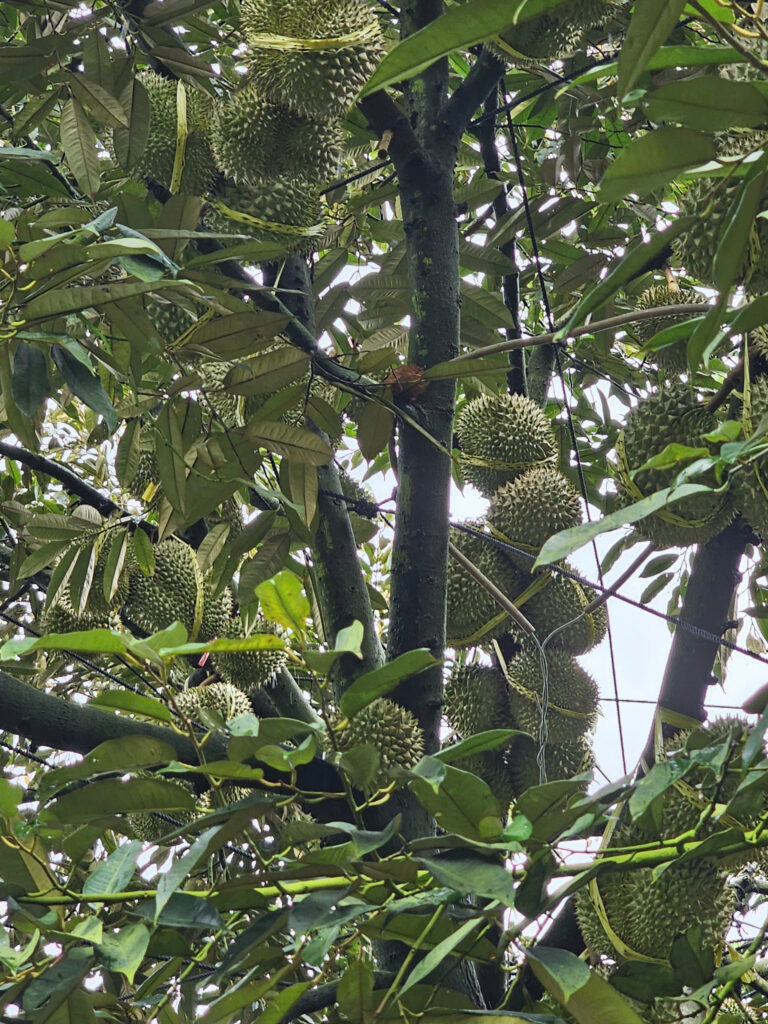 KỸ THUẬT CHĂM SÓC SẦU RIÊNG
