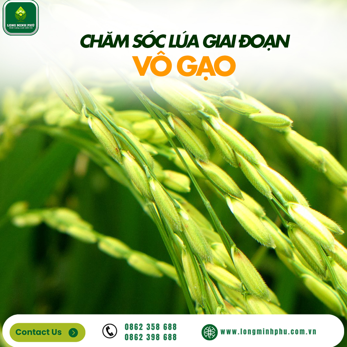 CHĂM SÓC LÚA GIAI ĐOẠN VÔ GẠO