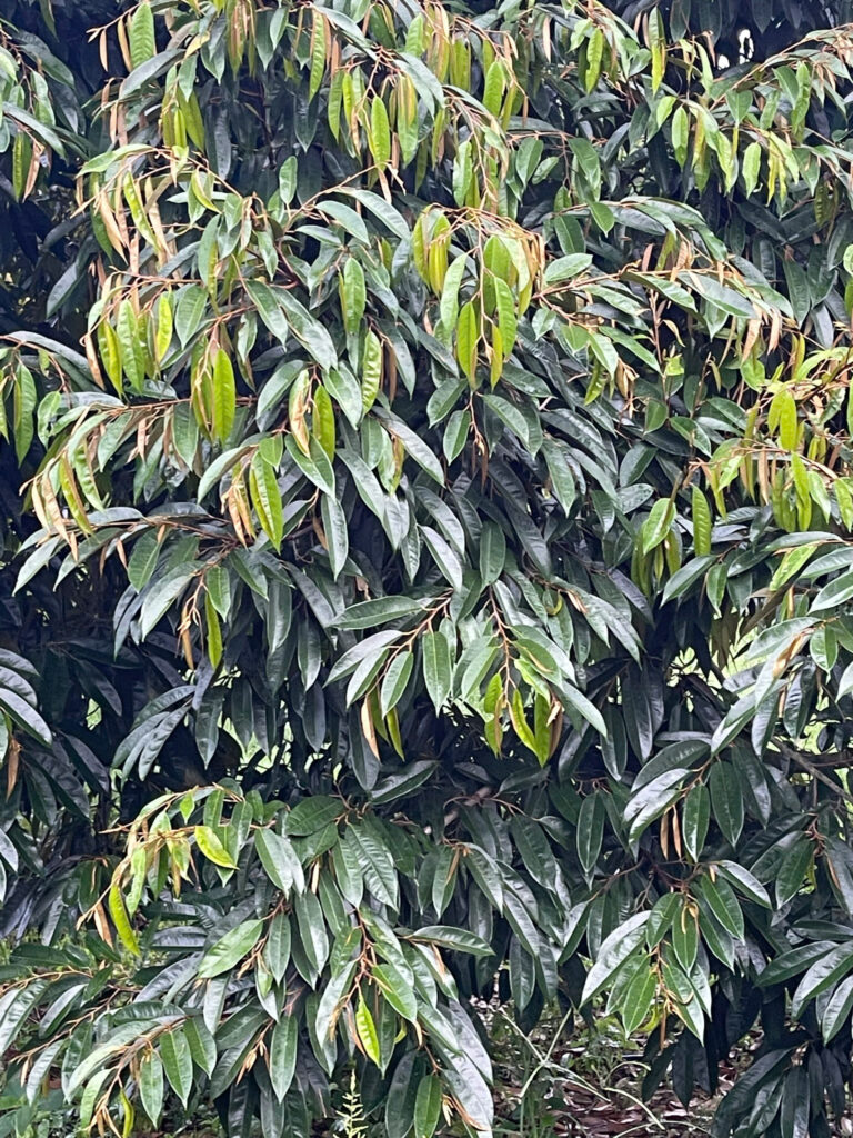 KÉO ĐỌT SẦU RIÊNG