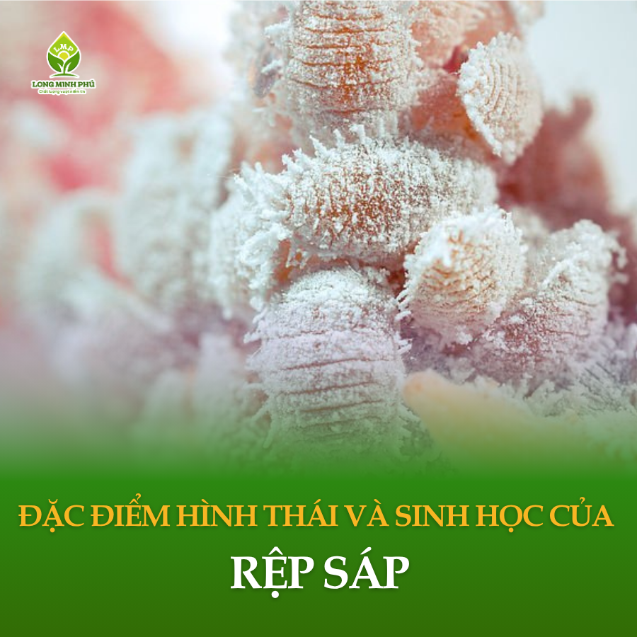 RỆP SÁP