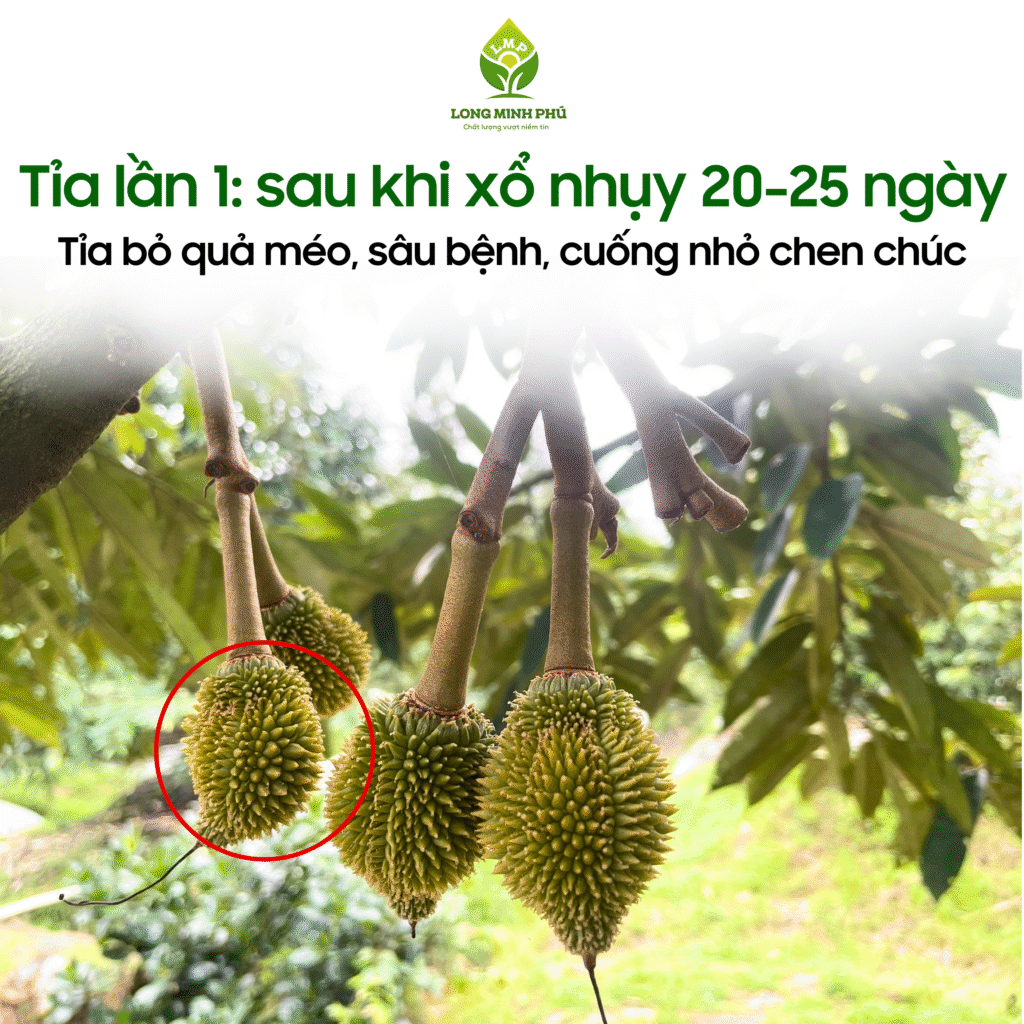KỸ THUẬT TỈA TRÁI NON SẦU RIÊNG HIỆU QUẢ