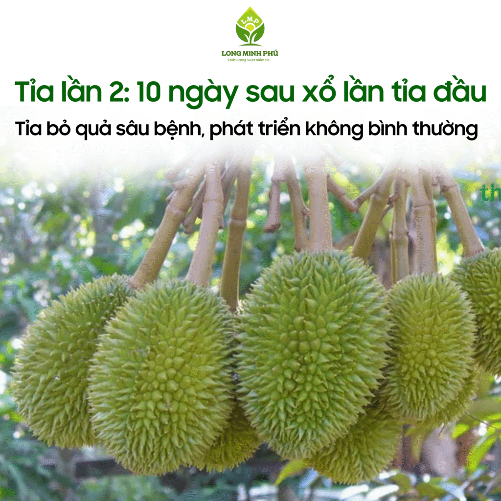 KỸ THUẬT TỈA TRÁI NON SẦU RIÊNG HIỆU QUẢ