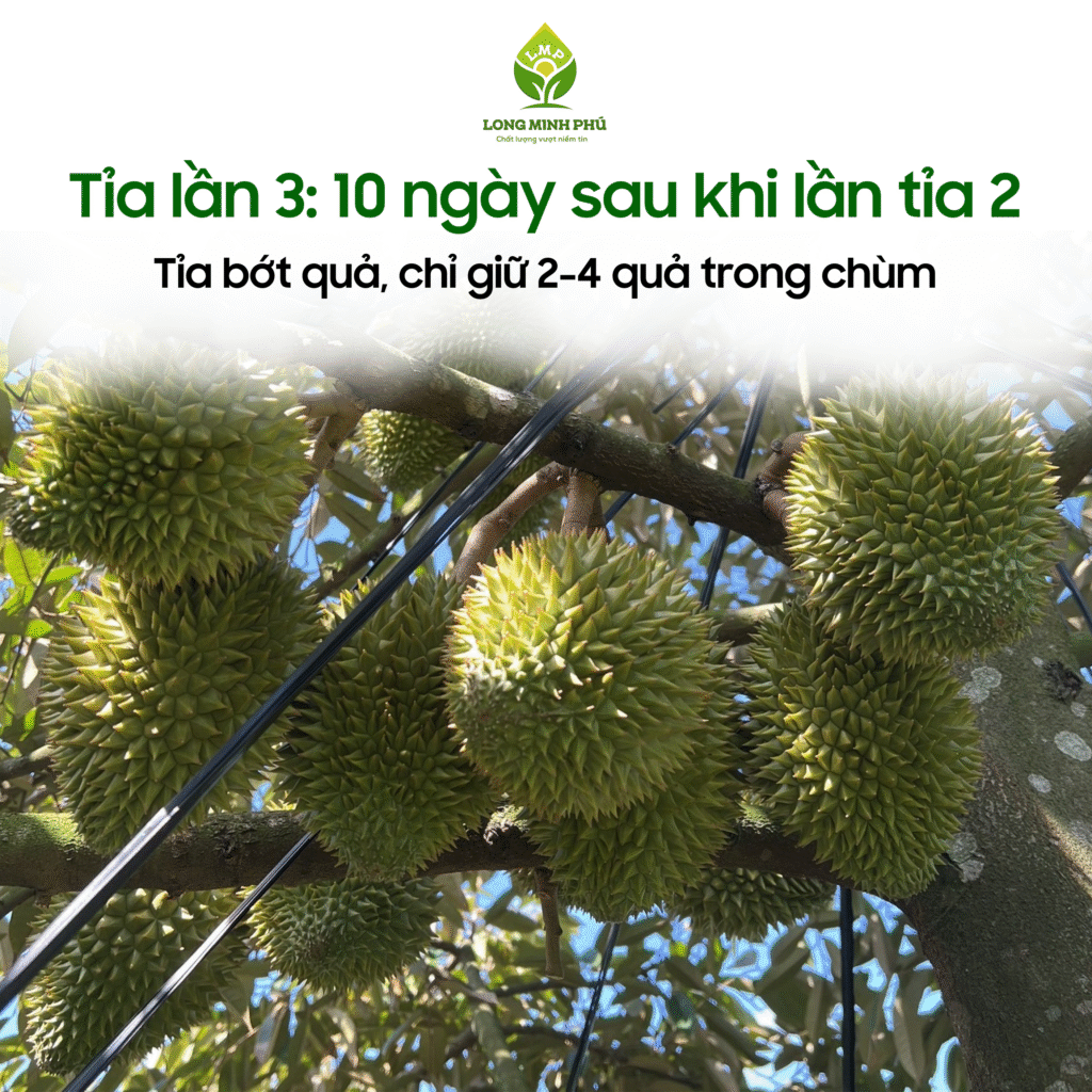 KỸ THUẬT TỈA TRÁI NON SẦU RIÊNG HIỆU QUẢ