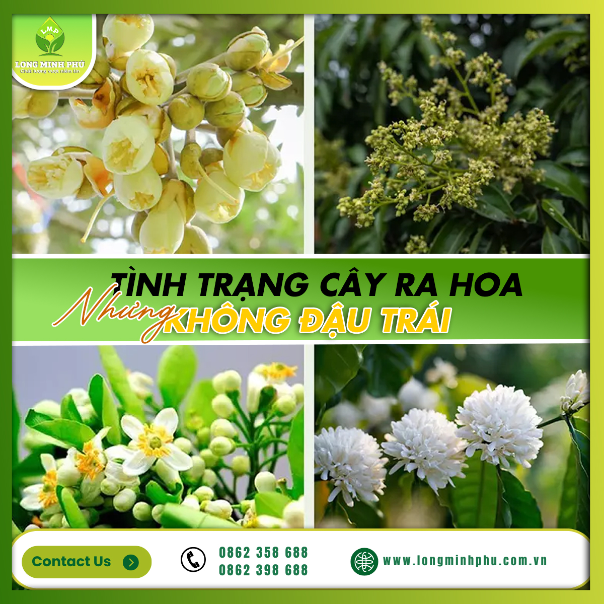 CÂY RA HOA NHƯNG KHÔNG ĐẬU TRÁI