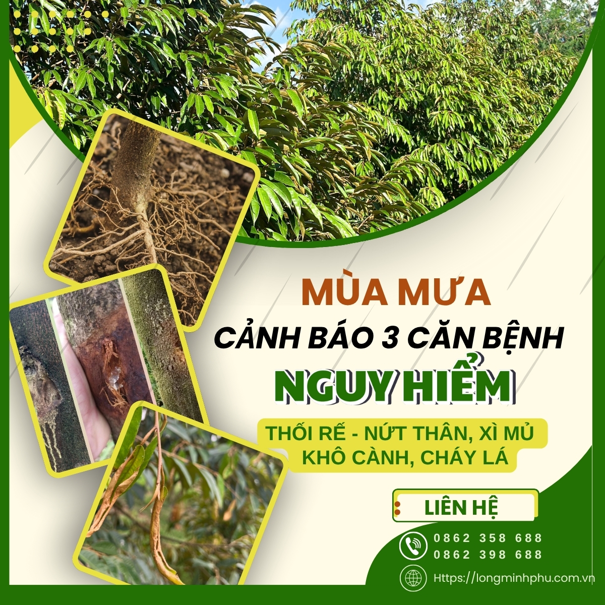 BỆNH NGUY HIỂM TRÊN CÂY SẦU RIÊNG