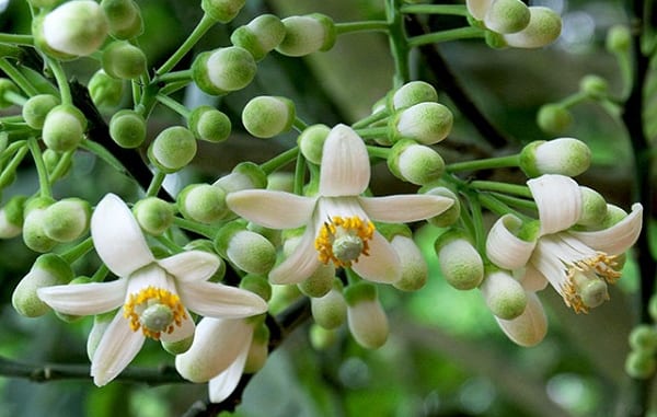 CÂY RA HOA NHƯNG KHÔNG ĐẬU TRÁI