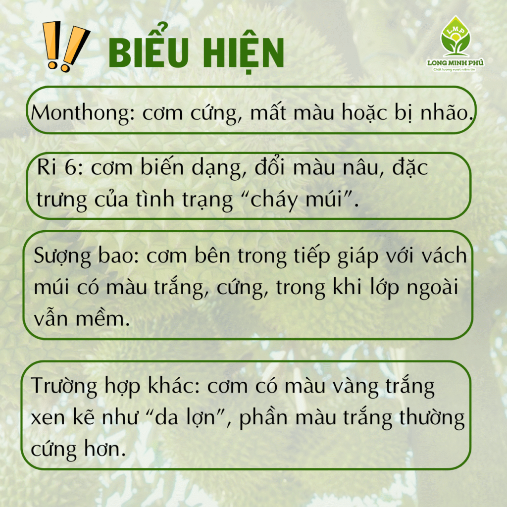 SẦU RIÊNG CHÁY MÚI