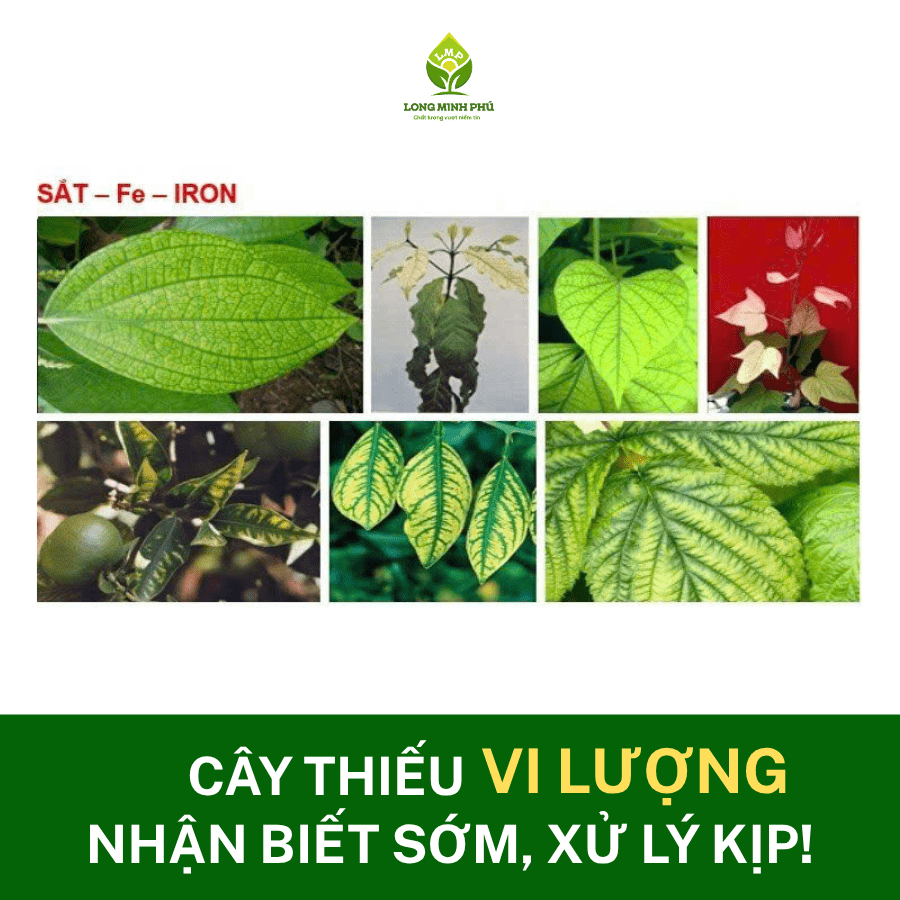 CÂY THIẾU VI LƯỢNG
