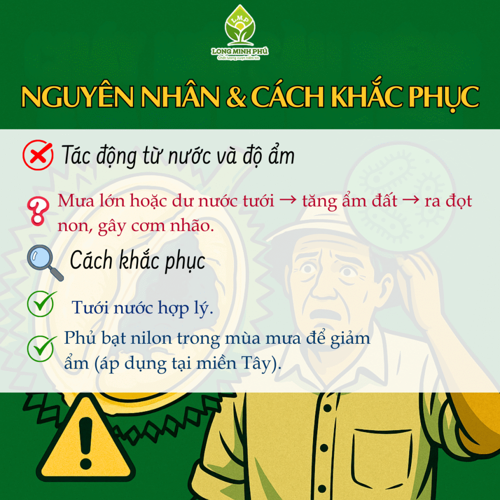 SẦU RIÊNG CHÁY MÚI
