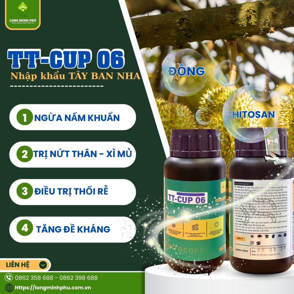 NẤM PHYTOPHTHORA