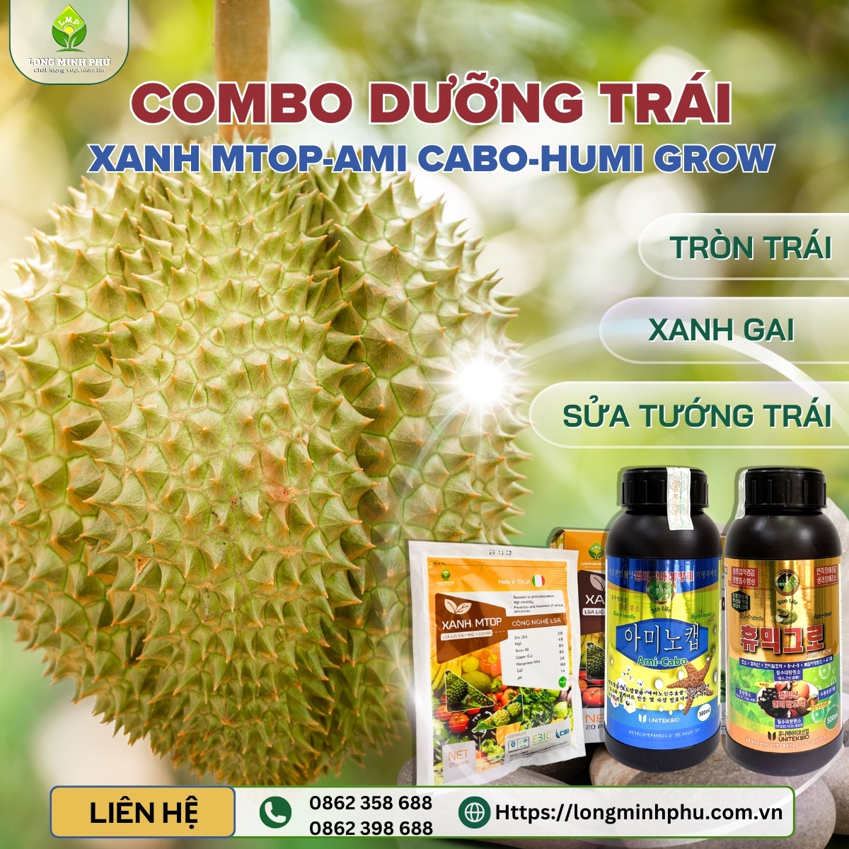TRÁI SẦU RIÊNG BỊ GIẬT HỘC, MÉO TRÁI