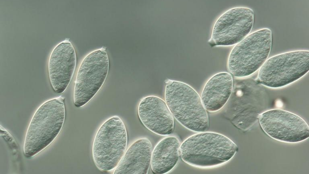 NẤM PHYTOPHTHORA