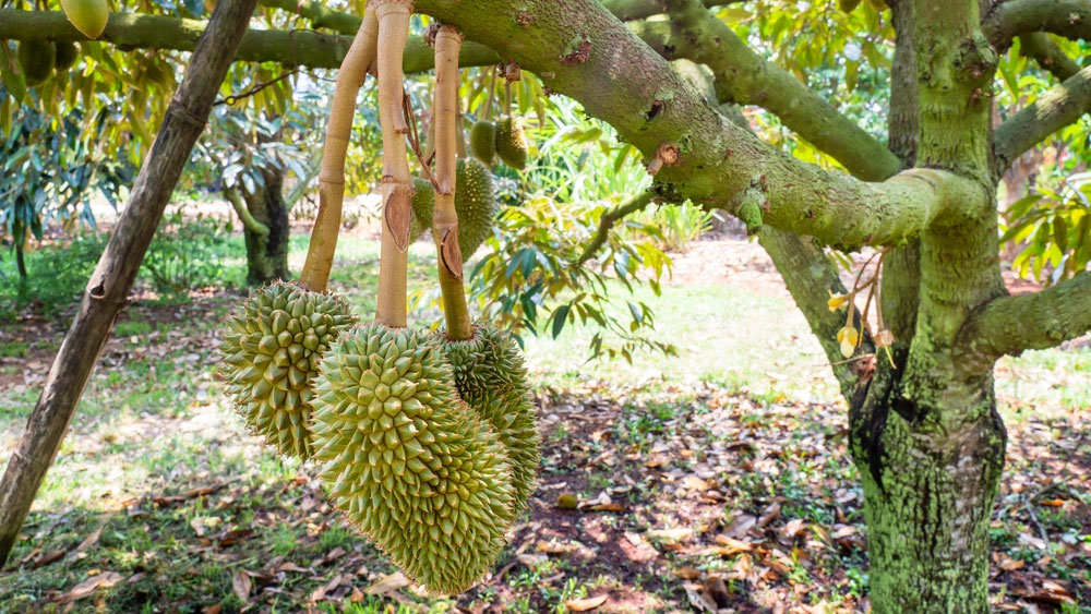 TRÁI SẦU RIÊNG BỊ GIẬT HỘC, MÉO TRÁI