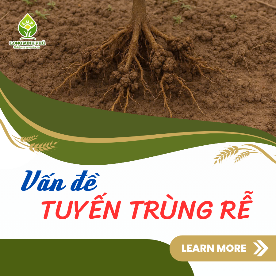 TUYẾN TRÙNG RỄ CÂY SẦU RIÊNG