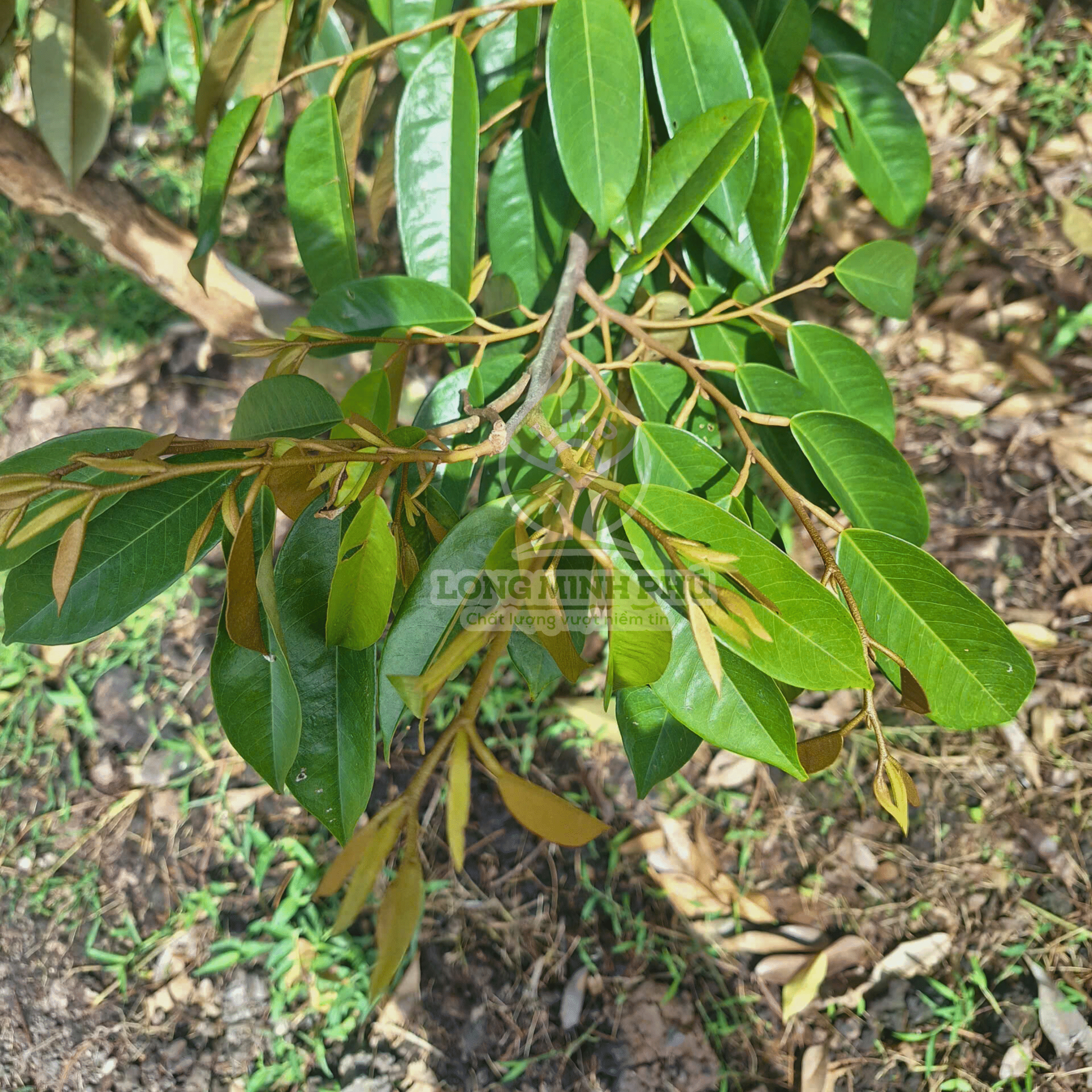 ĐỌT RA ĐỀU, LÁ NON MƯỚT