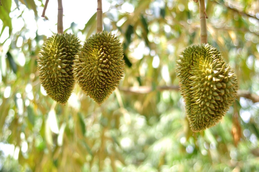 SẦU RIÊNG BỊ GIẬT HỘC