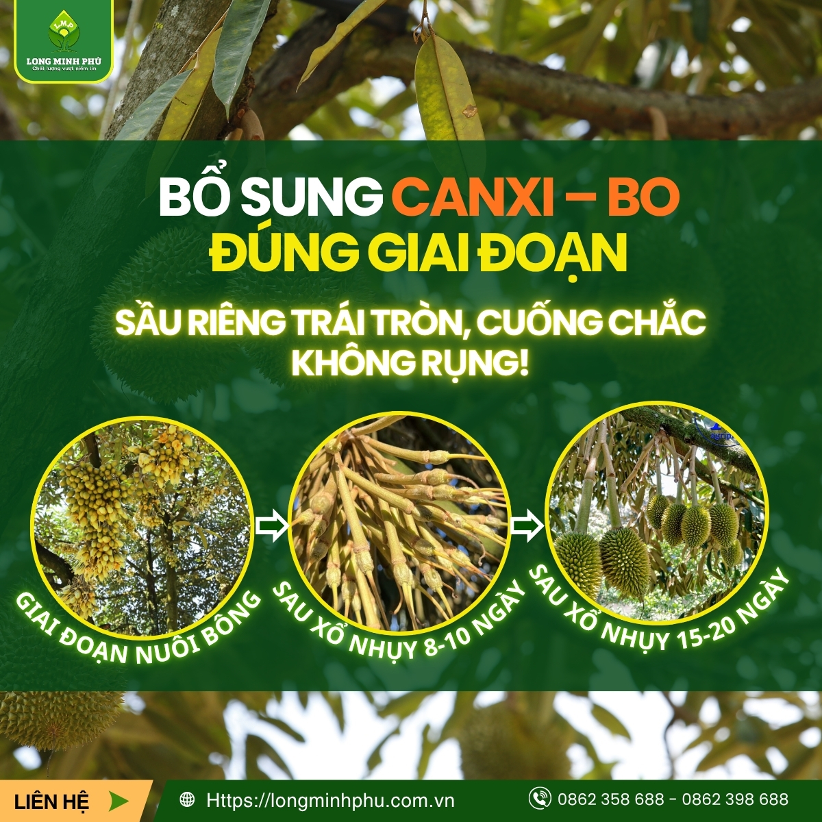 BỔ SUNG CANXI – BO ĐÚNG GIAI ĐOẠN CHO SẦU RIÊNG