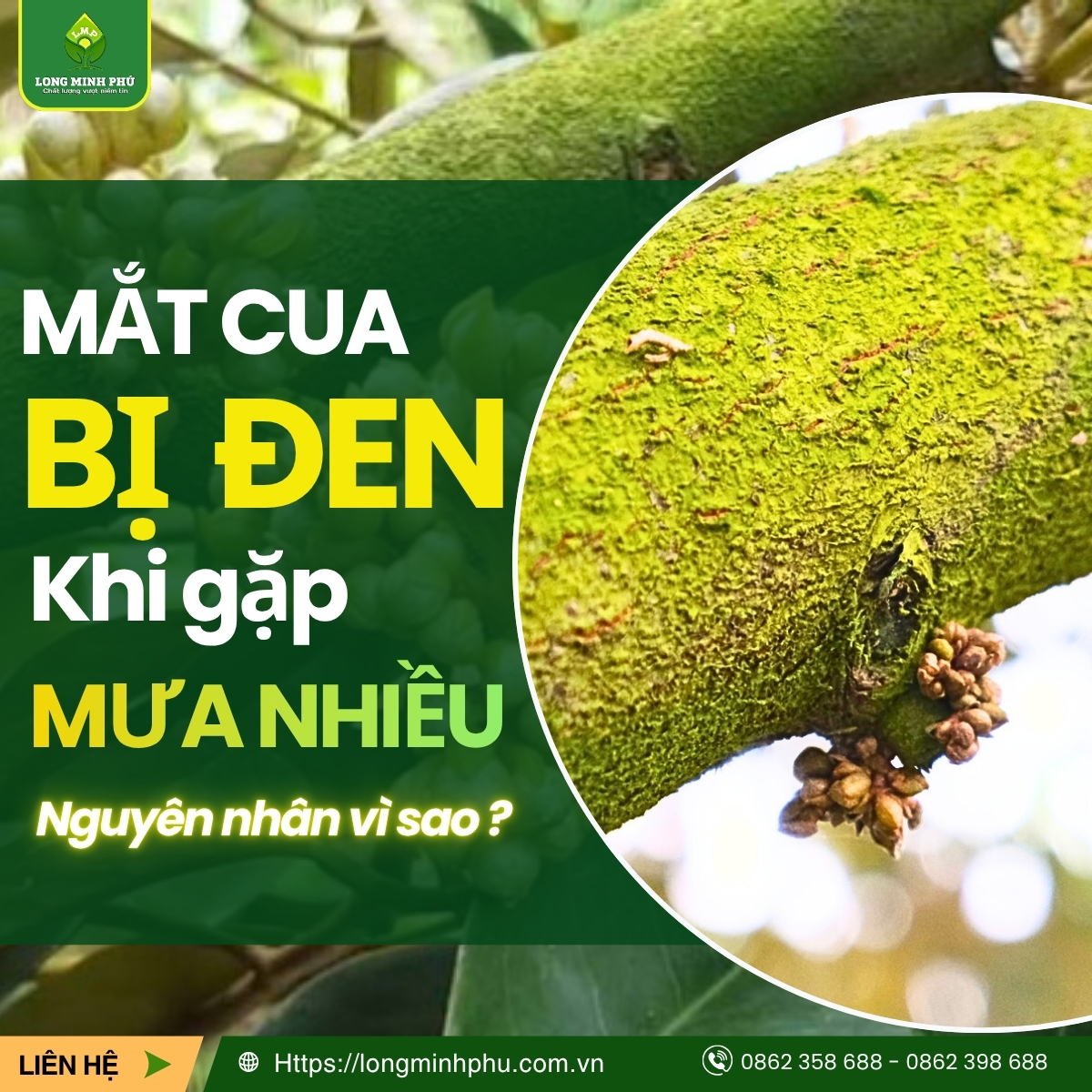 ĐEN MẮT CUA Ở SẦU RIÊNG