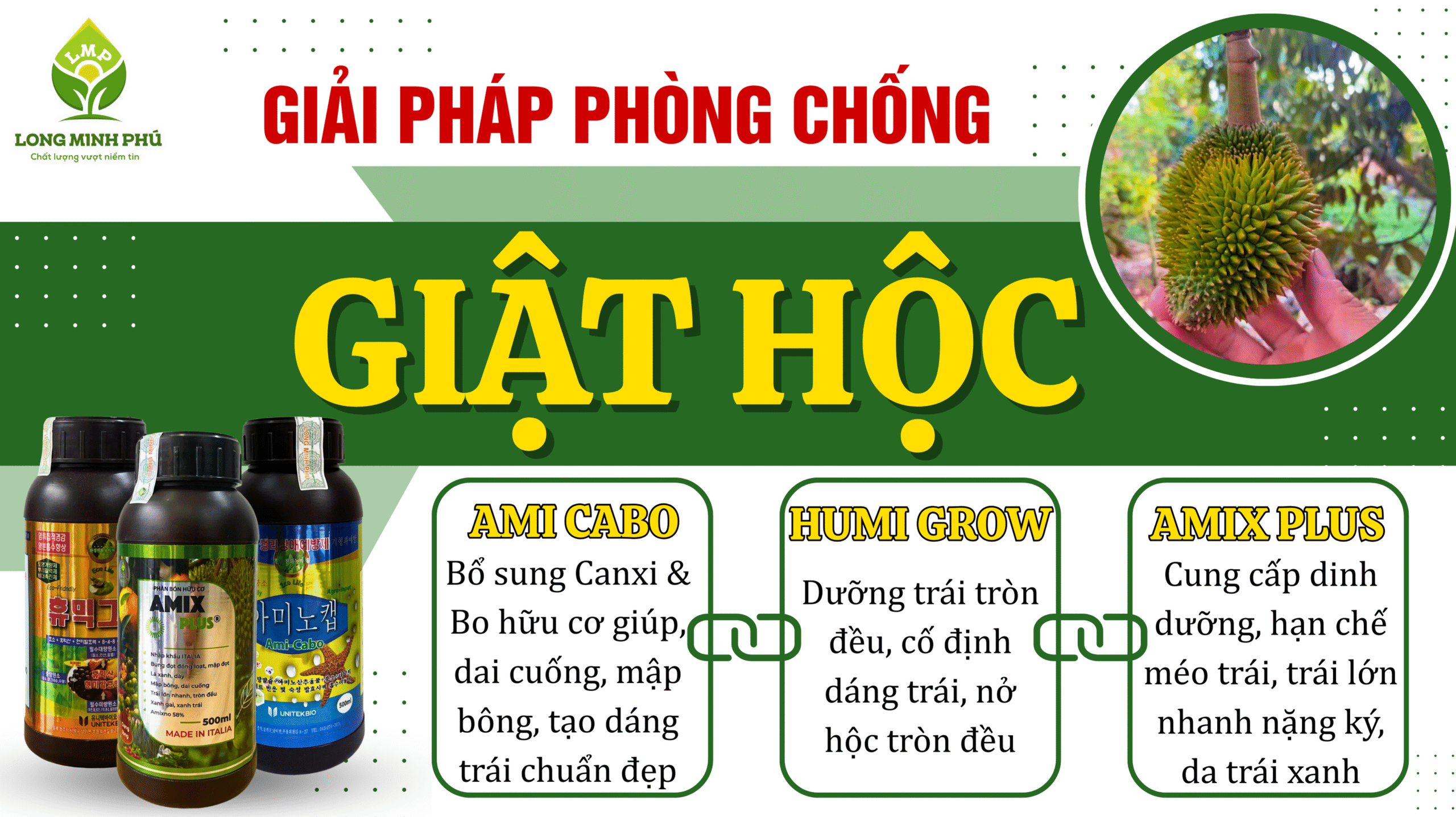 SẦU RIÊNG BỊ GIẬT HỘC