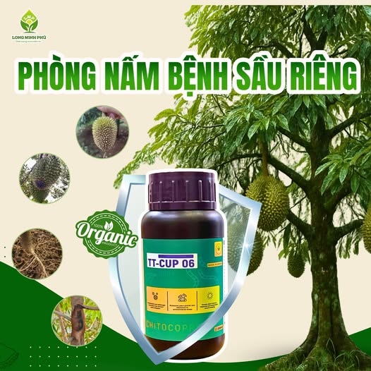 NẤM BỆNH HẠI SẦU RIÊNG