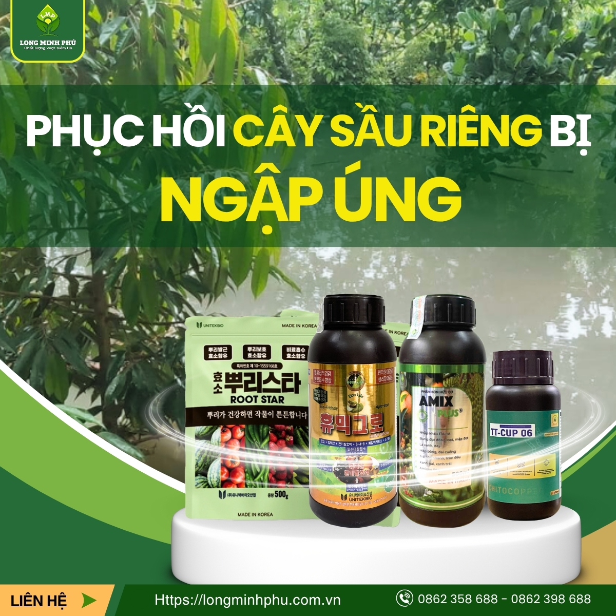 XỬ LÝ CÂY SẦU RIÊNG BỊ NGẬP ÚNG
