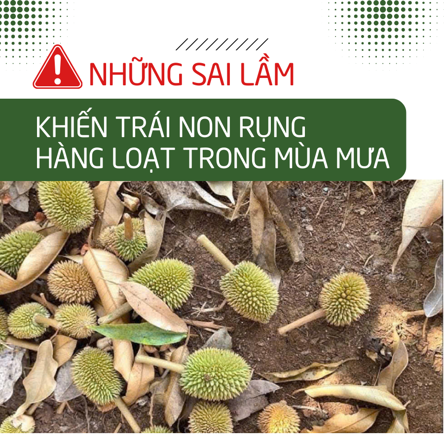 TRÁI NON RỤNG HÀNG LOẠT MÙA MƯA