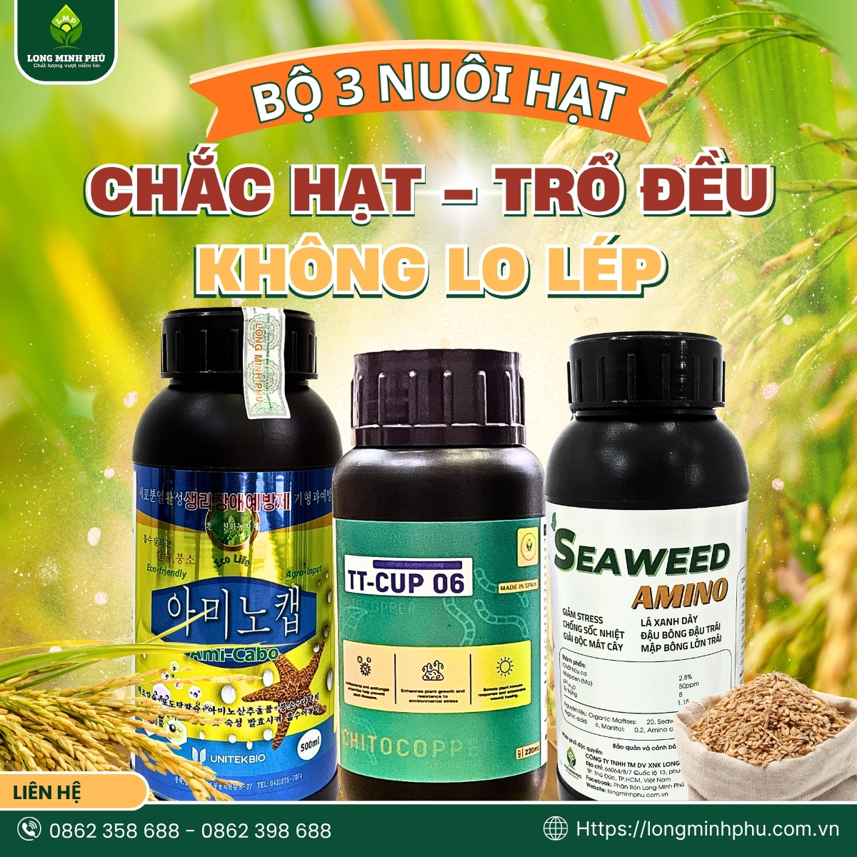 LÚA LÉP HẠT
