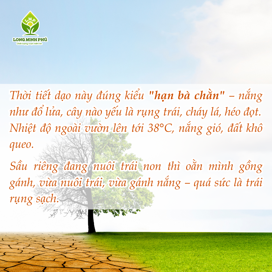 CÁCH PHỤC HỒI SẦU RIÊNG YẾU SAU NẮNG NÓNG