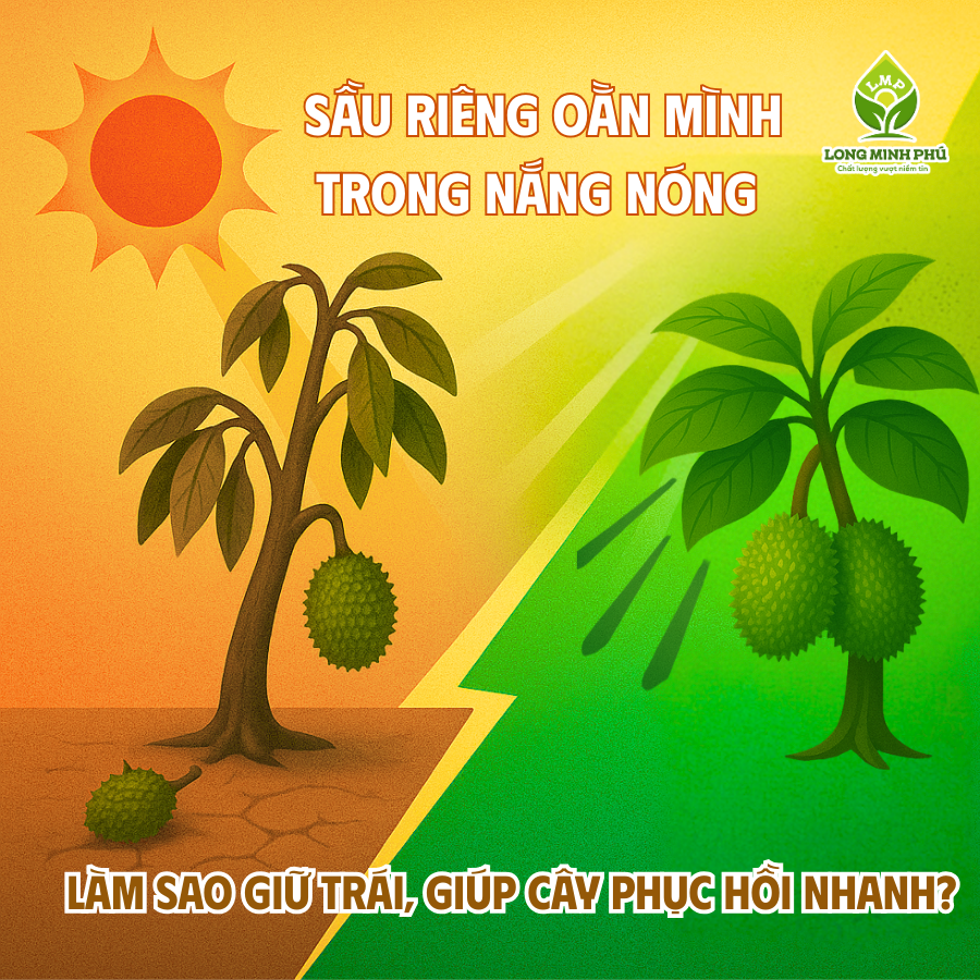 CÁCH PHỤC HỒI SẦU RIÊNG YẾU SAU NẮNG NÓNG