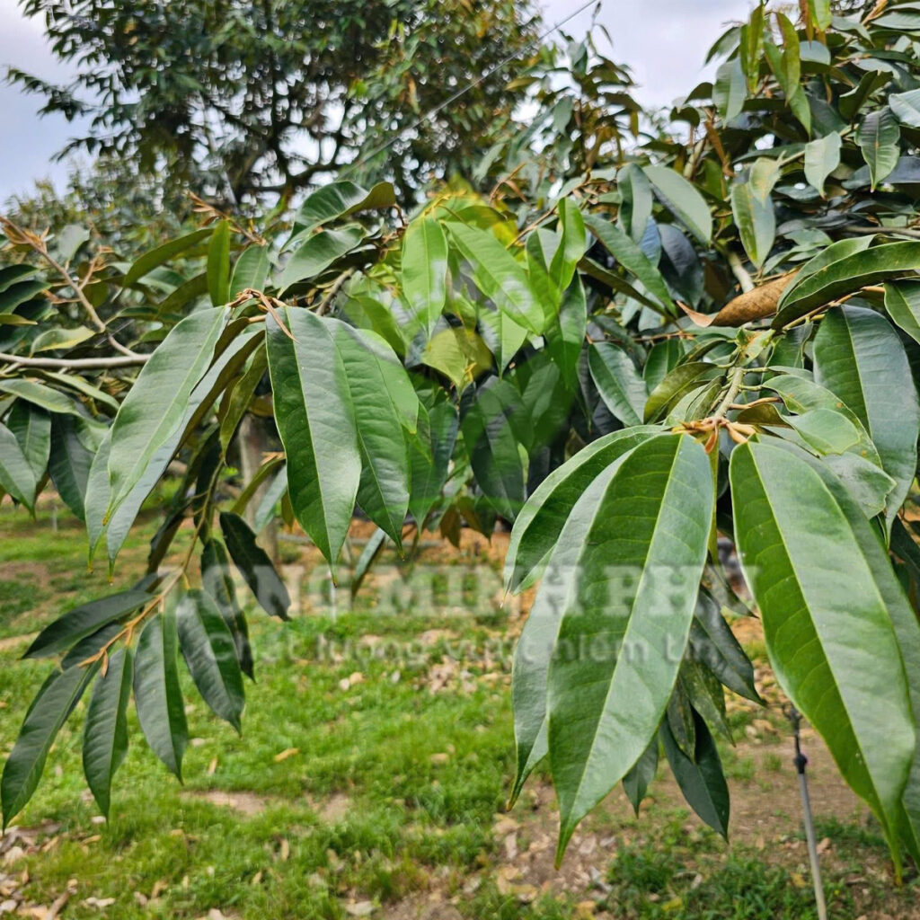 BỘ ĐÔI DƯỠNG LÁ