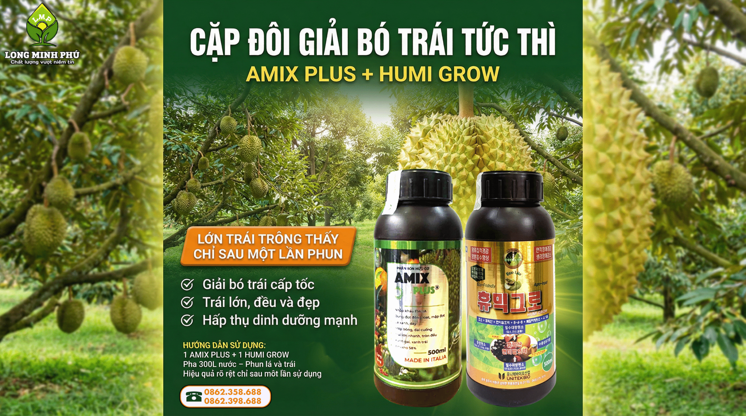 SẦU RIÊNG BỊ BÓ TRÁI