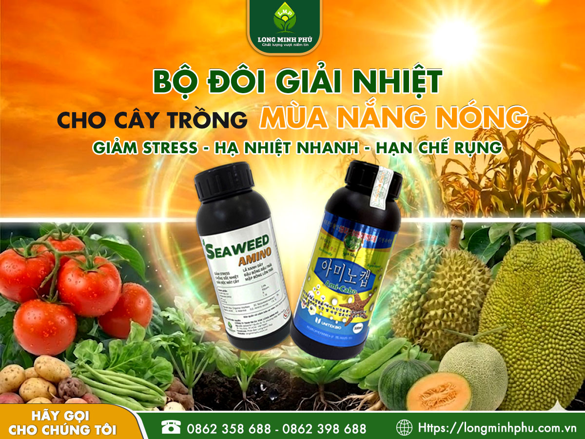 CÂY SỐC NHIỆT