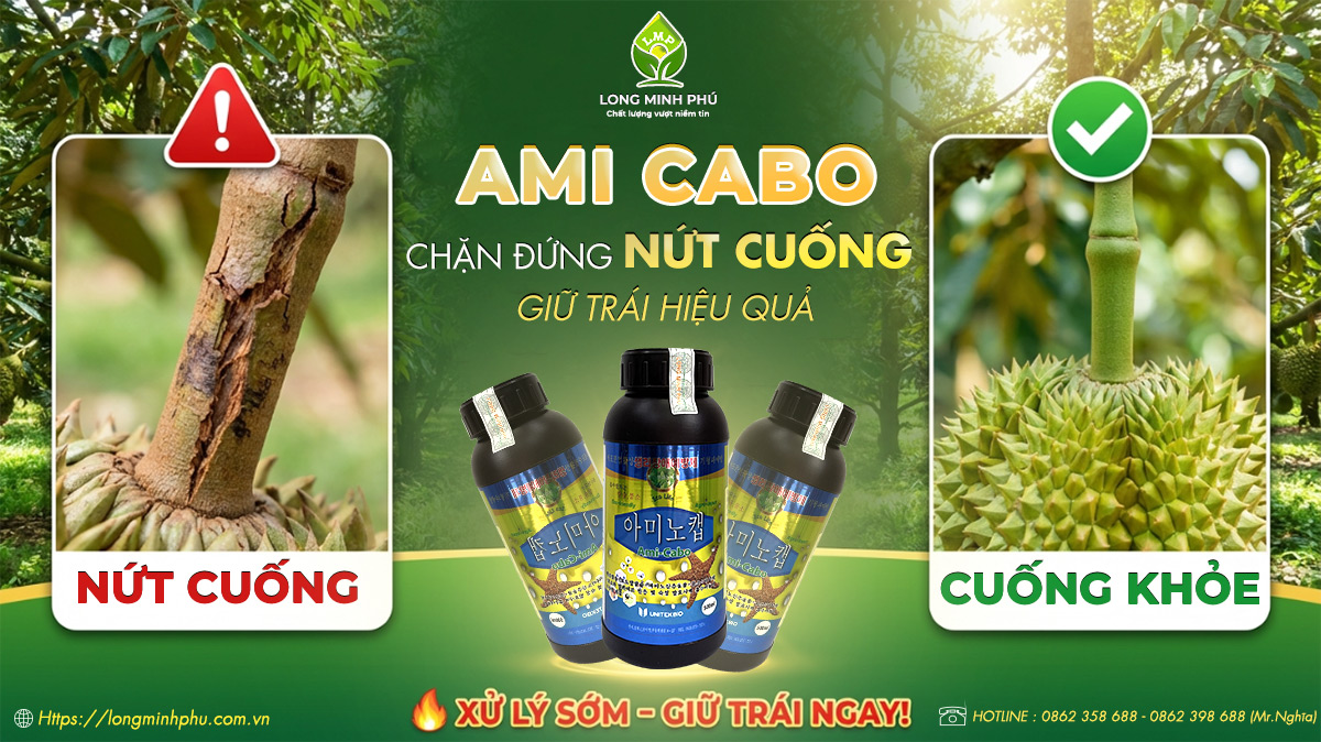 nứt cuống sầu riêng