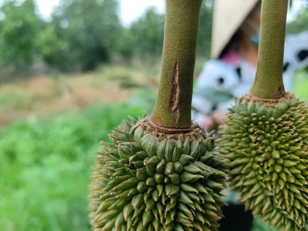 nứt cuống sầu riêng