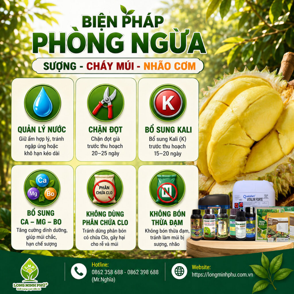 SẦU RIÊNG BỊ SƯỢNG, NHÃO CƠM, CHÁY MÚI