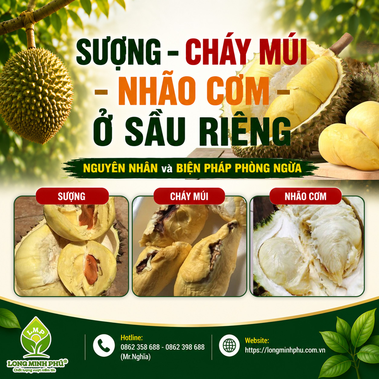 SẦU RIÊNG BỊ SƯỢNG, NHÃO CƠM, CHÁY MÚI